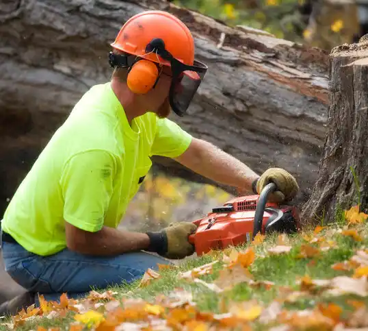 tree services Merrick